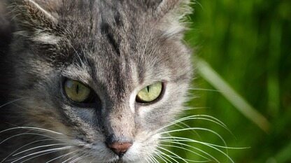 同一赛道，四种收费：Agent 控制层（Harness）开始分裂