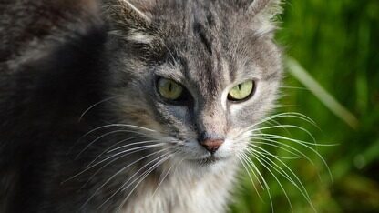 Agentic AI基金会成立,智能体的“Linux时刻”来了!MCP、AGENTS.md集体上车,下一代AI技术栈PARK出世