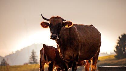 100个产品原型同时跑、新模型Mythos断层领先，连skills效果都好到让团队意外：Anthropic内部到底在发生什么？