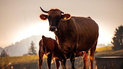 “死了么”APP爆火，3人开发成本1500元：不改名；姚顺雨入职腾讯后首发声；微软本月大裁员，至少涉1.1 万人；字节实习生全面涨薪 | AI周报