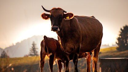 未来两年软件工程展望：从写代码到管 AI，程序员正分化成两种职业