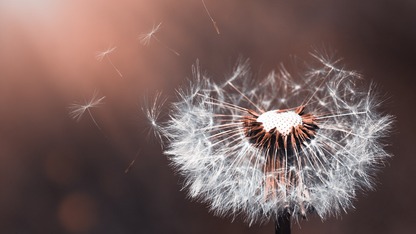 OpenAI宣布开源多语言语音识别系统Whisper，英文识别能力接近人类水平
