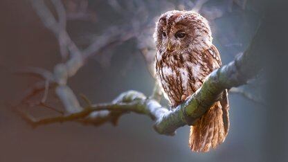 Lyft开源CEF：构建在 Envoy Proxy 之上的混沌实验框架