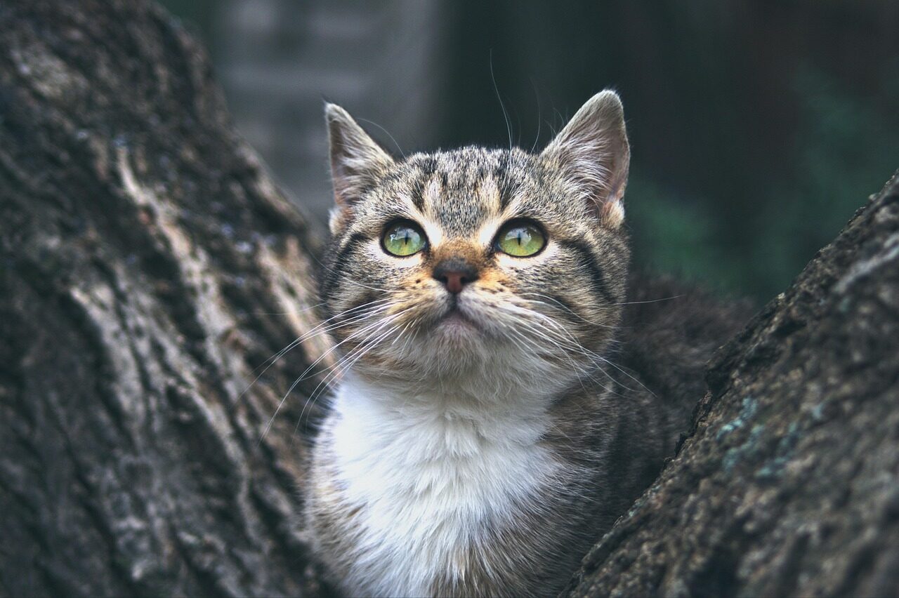 某车企录音曝光，周六没加班被逼离职？腾讯员工工作满15年即可退休，一次性领21个月工资；一个Bug致审稿人信息全泄露，学术圈大乱 | AI 周报