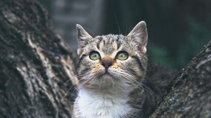 应用如何配置图标的前景图和后景图？