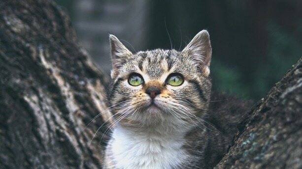 当互联网用AI卷效率时，这家公司先问了一连串“能不能”