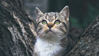 某车企录音曝光，周六没加班被逼离职？腾讯员工工作满15年即可退休，一次性领21个月工资；一个Bug致审稿人信息全泄露，学术圈大乱 | AI 周报