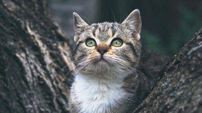 OCR竞争加剧！百度开源新一代SOTA OCR模型，性能超越DeepSeek-OCR2？