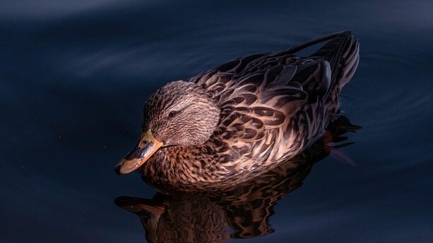 被Anthropic强制要求改名！Clawdbot 创始人一人开发、100% AI 写代码，腾讯又跟上了热度