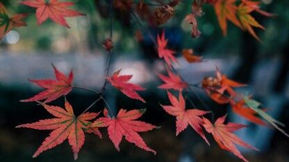 配备 AWS Inferentia 芯片的 Inf1 实例推出，实现高性能、高性价比的推理