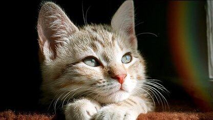 鸿蒙应用Q&A:开发套件Arkcompiler