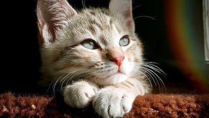 AI编程工具在大型企业“遇冷”?网易CodeWave升级研发模式,不只关注“代码生成”