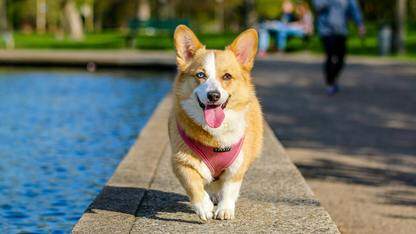 实现promptAction.openCustomDialog的弹窗关闭动画完成后蒙层才消失,应该怎么做?