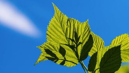 微软更新DeepSpeed：可用更少的GPU训练更多的AI模型