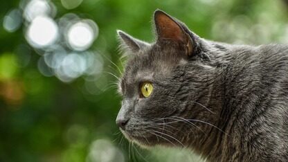 Kimi 突然开源 K2 Thinking，300次连续自主调用工具太能打，直接卷赢 GPT-5？