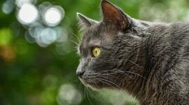 Anthropic 研究发现：仅需少量污染文档即可对 LLM 实施投毒