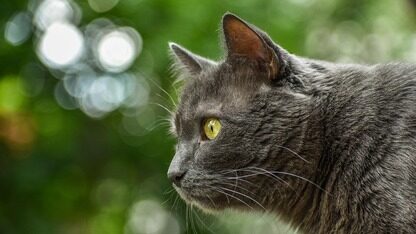 openEuler发布超节点操作系统,年底正式上线!熊伟:AI 时代操作系统最终形态指向自然语言