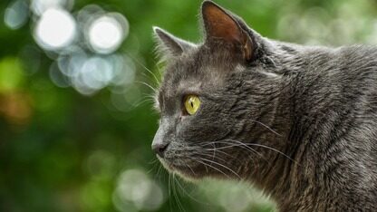 Anthropic 研究发现:仅需少量污染文档即可对 LLM 实施投毒