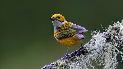 超载保护:平台工程缺失的支柱