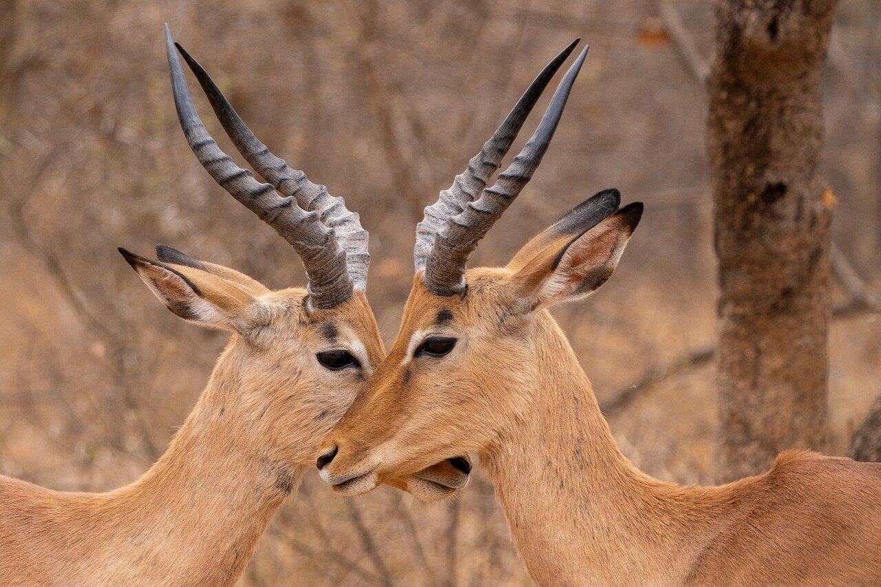 LSTM之父劝不动Altman,但Transformer“亲爹”已跑路:一个赛道里卷没意思,无脑scaling也不行