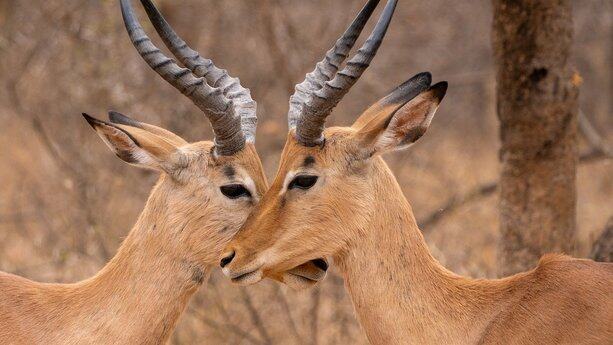 LSTM之父劝不动Altman，但Transformer“亲爹”已跑路：一个赛道里卷没意思，无脑scaling也不行