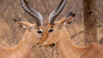 LSTM之父劝不动Altman,但Transformer“亲爹”已跑路:一个赛道里卷没意思,无脑scaling也不行