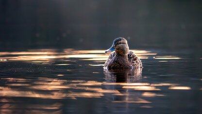 PyTorch基金会迎来Ray项目,并推出Monarch简化分布式AI开发