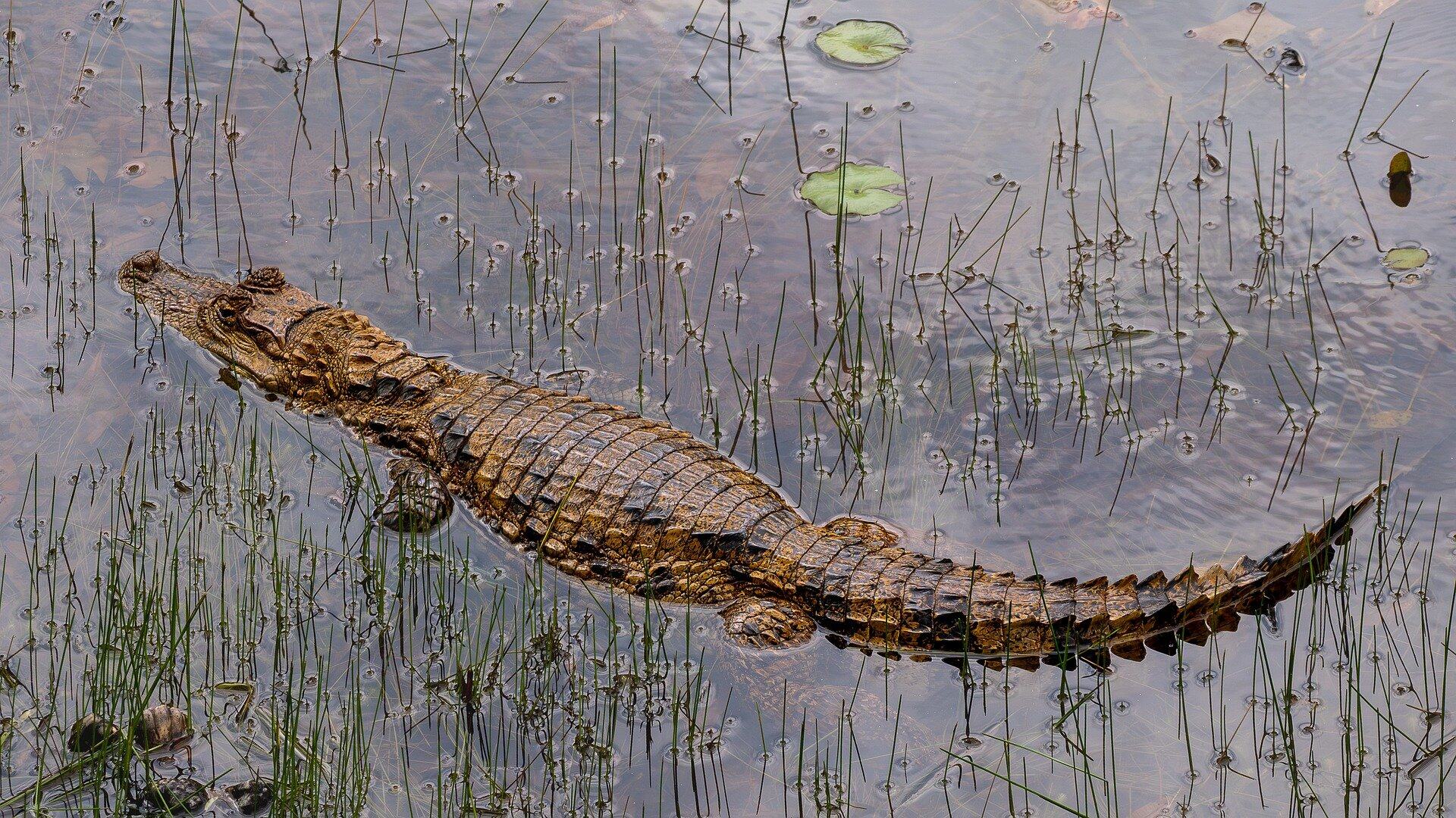 面向 Agent 的高效检索：Apache Doris  HSAP 一体化混合搜索架构全解