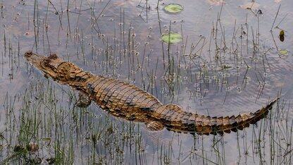 面向 Agent 的高效检索：Apache Doris  HSAP 一体化混合搜索架构全解