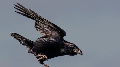 亚马逊云科技的分布式跟踪服务X-Ray转为使用OpenTelemetry