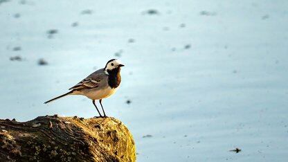 Agent in Practice：从支付迁移落地到评测驱动进化｜QCon北京