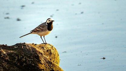 面向 Skills 的上下文工程 与 CodeBuddy Spec-Coding 的结合实战|AICon北京