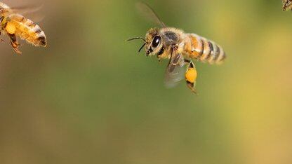 Istio引入多集群、环境模式及推理功能,应对AI时代的不断发展