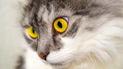 开源车用操作系统上新了!可靠性飞跃 +多核多分区架构升级,阿里达摩院都来搭生态