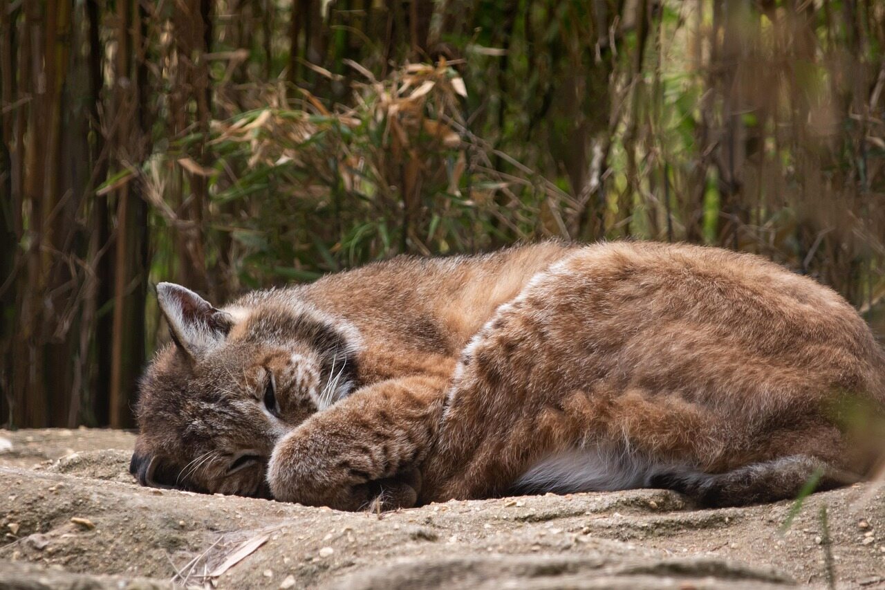 “每给 Claude Code 提一个请求，我就点上一根烟，放松下”