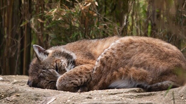 “每给 Claude Code 提一个请求，我就点上一根烟，放松下”