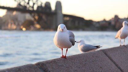 【HarmonyOS-媒体技术-AVPlayer】手把手教你用 AVPlayer 实现流媒体播放(ArkTS 详解)