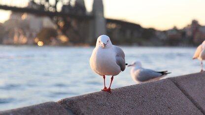 智源悟界·Emu3.5发布,开启“下一状态预测”!王仲远:或开启第三个Scaling范式