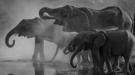 PostgreSQL 14会破坏其官方的.NET和Java驱动