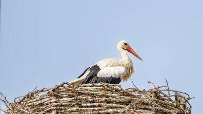 离职工程师举报Uber Eats算法系统剥削外卖员,一天后竟被爆出帖子是AI编的?
