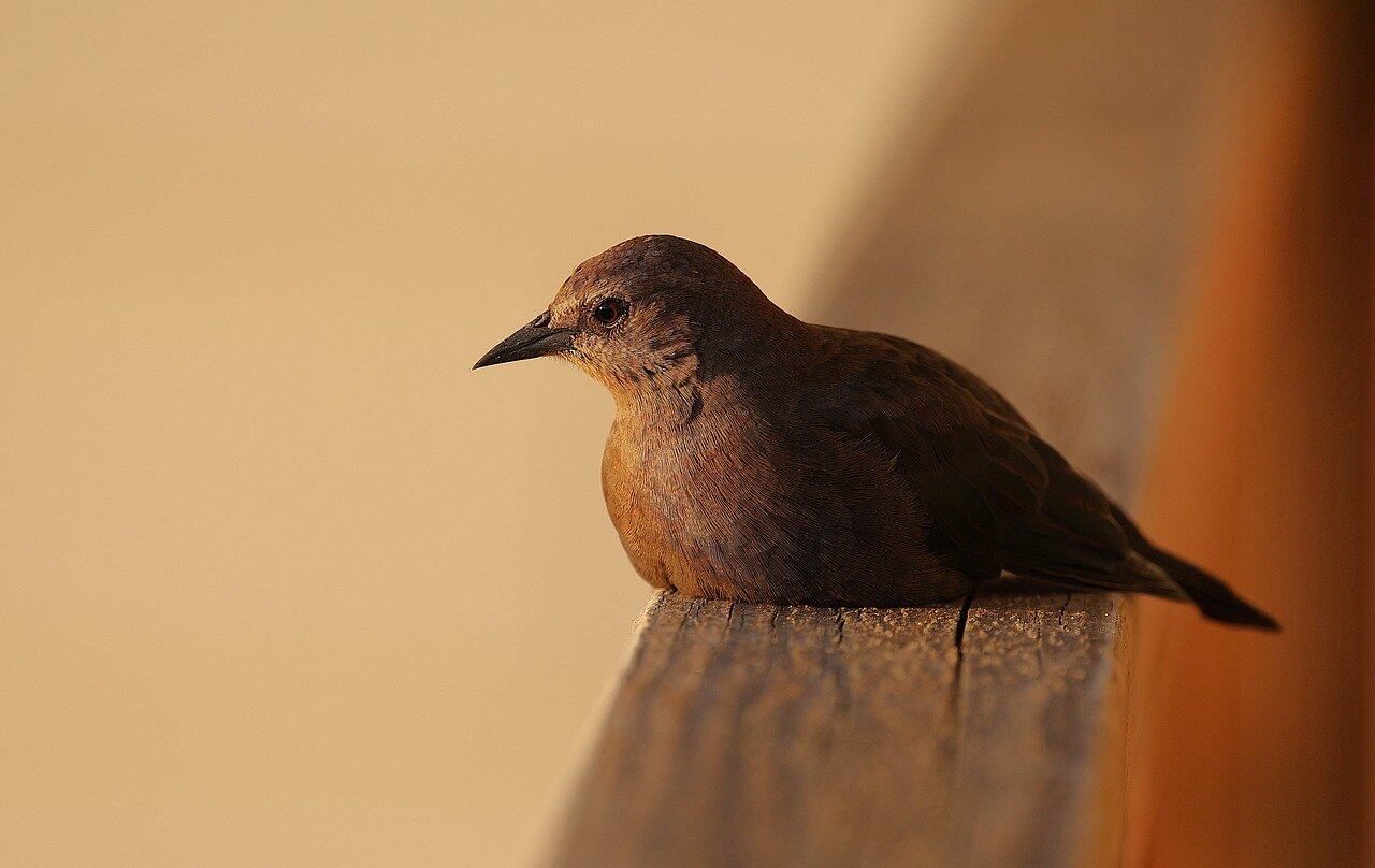 Transformer 架构发明者再出山!发布首个开源模型,创业公司完成战略转型:不再产研兼顾