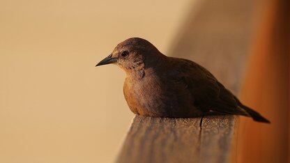 慕了！内存芯片巨头年终奖人均64万；32岁程序员猝死背后公司被扒，曾给39万“封口费”；马斯克曝星舰成本将降99%，商业航天受捧｜AI周报