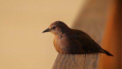 Transformer 架构发明者再出山!发布首个开源模型,创业公司完成战略转型:不再产研兼顾