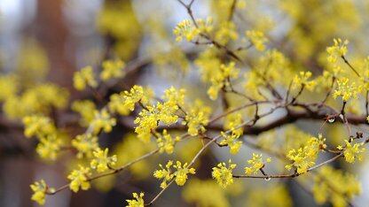 pnpm 11 候选版本发布，带来 ESM 分发、供应链默认设置以及新的存储格式