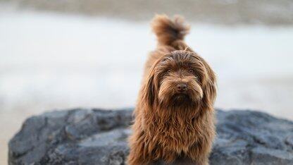 从“探索”到“布道”，一个「鸿蒙领航者」的炼成记