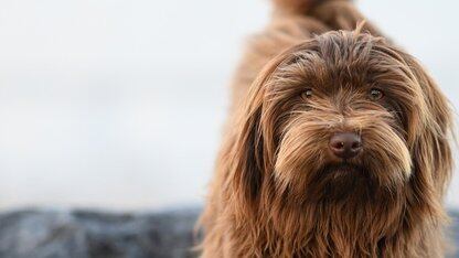 AWS扩展Aurora DSQL，新增Playground、工具集成和驱动连接器