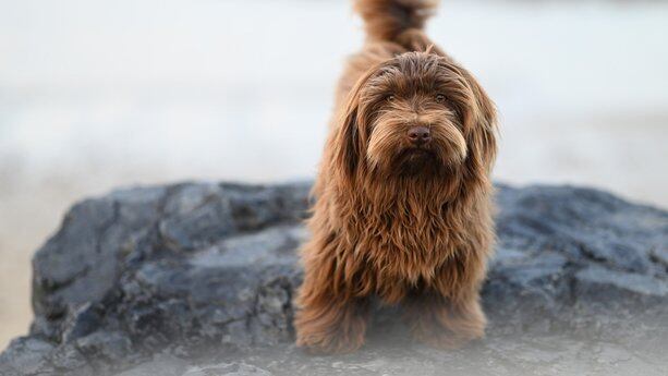刚刚，基于Grok的X推荐算法开源！专家：ROI 过低，其它平台不一定跟