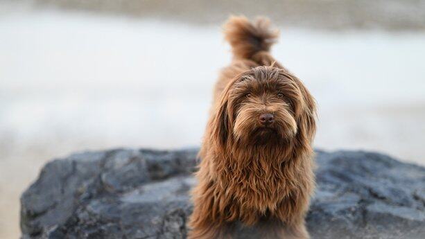 新任CTO把PHP换成Perl，导致成本飙升错失市场机遇！网友：别怪技术，问题出在人身上