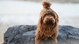 微软修复严重性评分达9.9分的ASP.NET Core漏洞