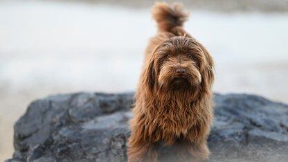 微软修复严重性评分达9.9分的ASP.NET Core漏洞